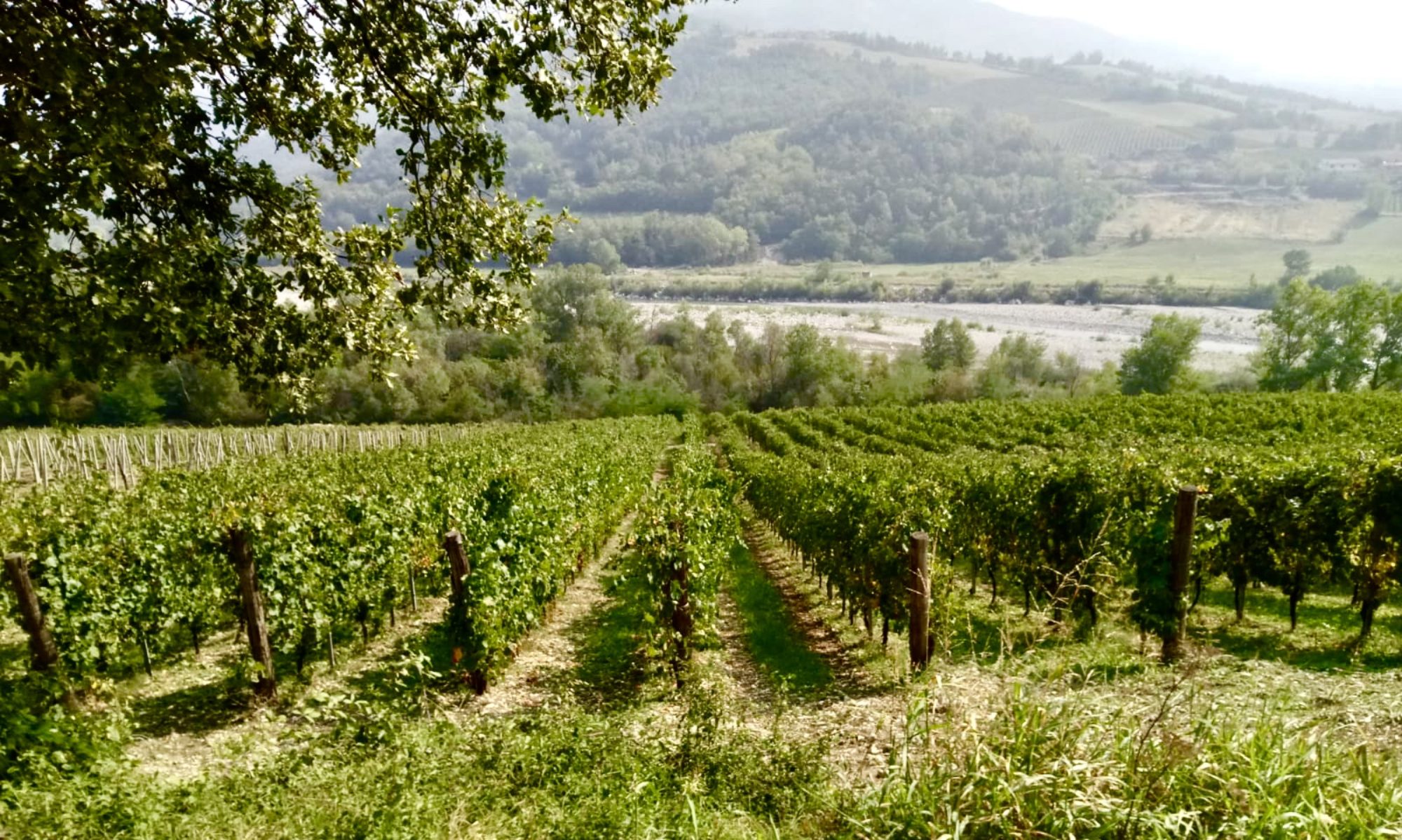 Azienda Agricola La Pagliara